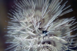 Fan anemone, sea worm anemone by Michael Wicks 
